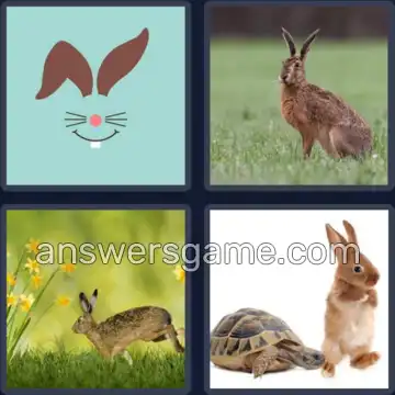 4 Bilder 1 Wort 4 Buchstaben HASE