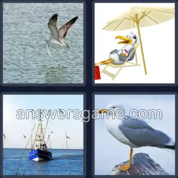 4 Bilder 1 Wort 4 Buchstaben MÖWE