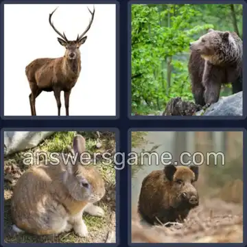 4 Bilder 1 Wort 4 Buchstaben WILD