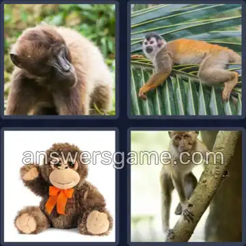 4 Bilder 1 Wort 4 Buchstaben AFFE