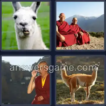 4 Bilder 1 Wort 4 Buchstaben LAMA