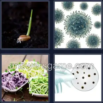 4 Bilder 1 Wort 4 Buchstaben KEIM