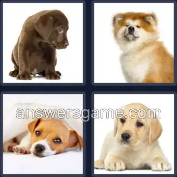 4 Bilder 1 Wort 5 Buchstaben WELPE