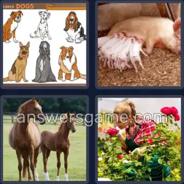 4 Bilder 1 Wort 5 Buchstaben ZUCHT