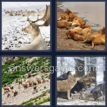 4 Bilder 1 Wort 5 Buchstaben RUDEL