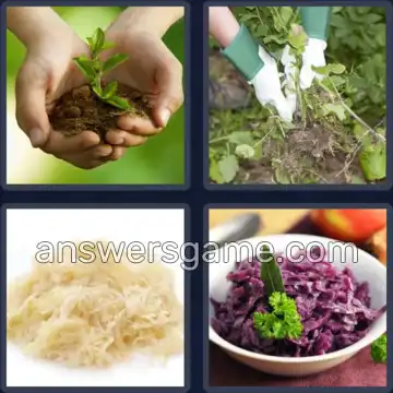4 Bilder 1 Wort 5 Buchstaben KRAUT