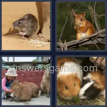 4 Bilder 1 Wort 5 Buchstaben NAGER