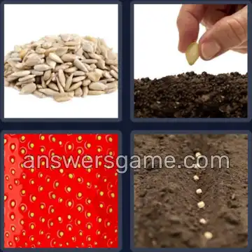 4 Bilder 1 Wort 5 Buchstaben SAMEN