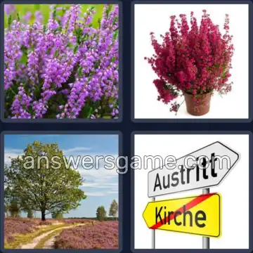 4 Bilder 1 Wort 5 Buchstaben HEIDE