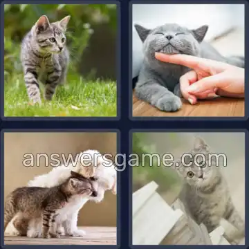 4 Bilder 1 Wort 5 Buchstaben KATZE