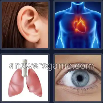 4 Bilder 1 Wort 5 Buchstaben ORGAN