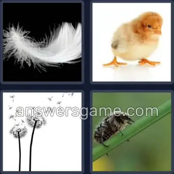 4 Bilder 1 Wort 5 Buchstaben FLAUM