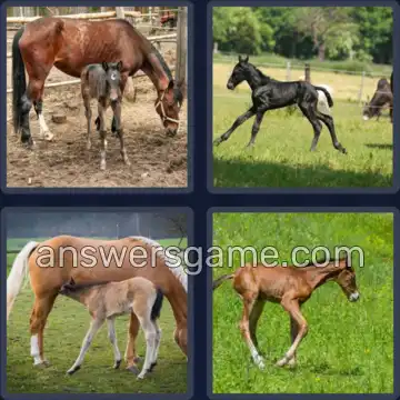 4 Bilder 1 Wort 6 Buchstaben FOHLEN