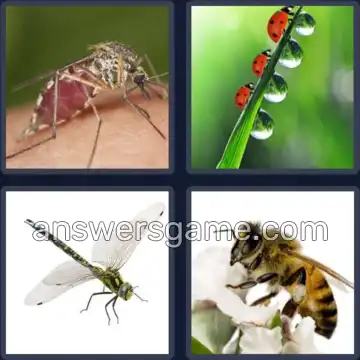 4 Bilder 1 Wort 6 Buchstaben INSEKT