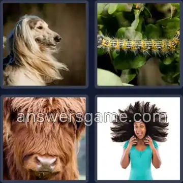 4 Bilder 1 Wort 6 Buchstaben HAARIG