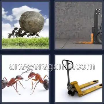 4 Bilder 1 Wort 6 Buchstaben AMEISE