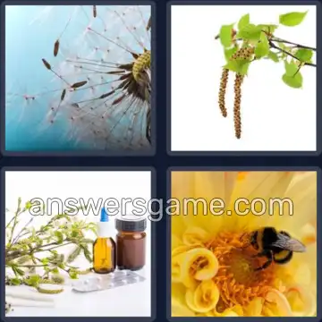 4 Bilder 1 Wort 6 Buchstaben POLLEN