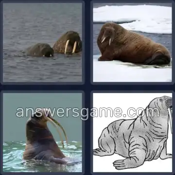 4 Bilder 1 Wort 7 Buchstaben WALROSS