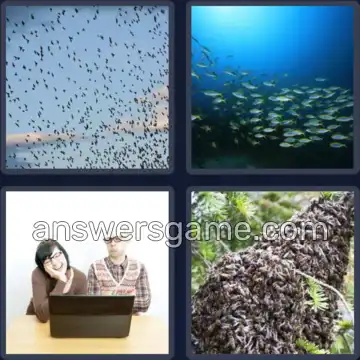 4 Bilder 1 Wort 7 Buchstaben SCHWARM