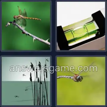 4 Bilder 1 Wort 7 Buchstaben LIBELLE