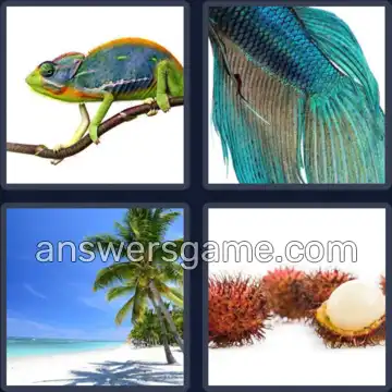 4 Bilder 1 Wort 8 Buchstaben EXOTISCH