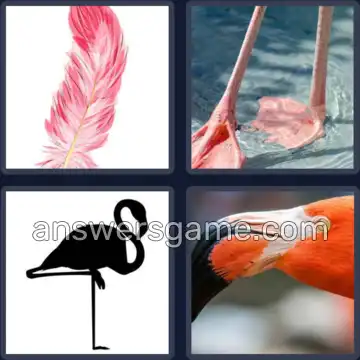 4 Bilder 1 Wort 8 Buchstaben FLAMINGO
