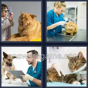 4 Bilder 1 Wort 8 Buchstaben TIERARZT