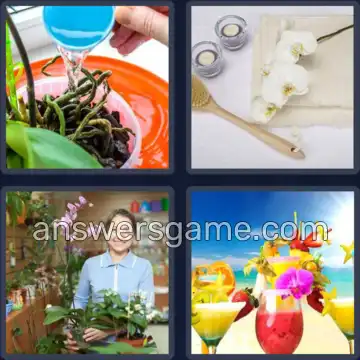 4 Bilder 1 Wort 8 Buchstaben ORCHIDEE