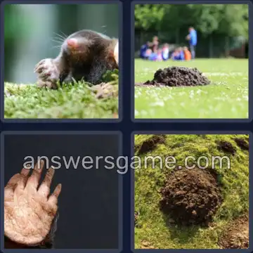 4 Bilder 1 Wort 8 Buchstaben MAULWURF