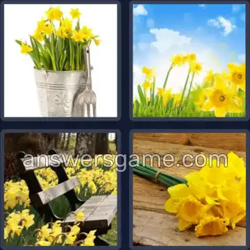 4 Bilder 1 Wort 8 Buchstaben NARZISSE