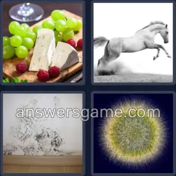 4 Bilder 1 Wort 8 Buchstaben SCHIMMEL