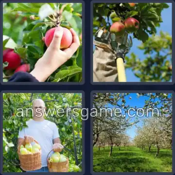 4 Bilder 1 Wort 8 Buchstaben PFLÜCKEN