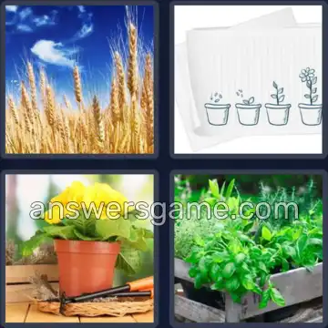 4 Bilder 1 Wort 8 Buchstaben PFLANZEN