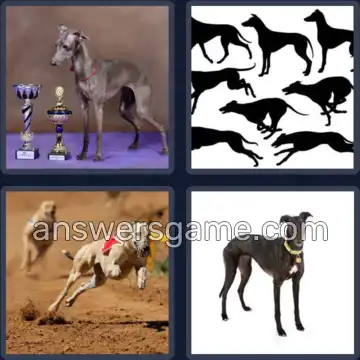 4 Bilder 1 Wort 8 Buchstaben WINDHUND