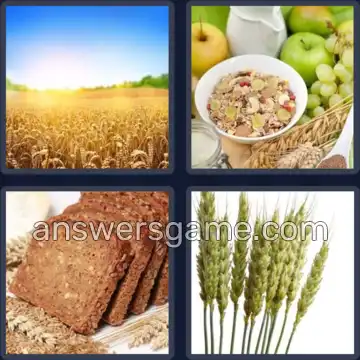 4 Bilder 1 Wort 8 Buchstaben GETREIDE