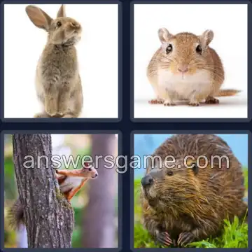 4 Bilder 1 Wort 8 Buchstaben NAGETIER