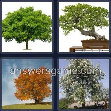 4 Bilder 1 Wort 8 Buchstaben LAUBBAUM