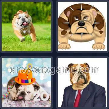 4 Bilder 1 Wort 9 Buchstaben BULLDOGGE