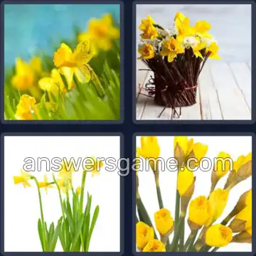 4 Bilder 1 Wort 9 Buchstaben NARZISSEN