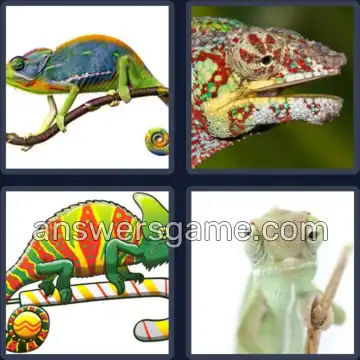 4 Bilder 1 Wort 9 Buchstaben CHAMÄLEON