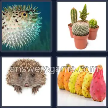 4 Bilder 1 Wort 9 Buchstaben STACHELIG