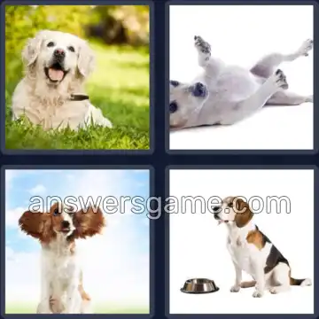 4 Pics 1 Word 3 Letters DOG