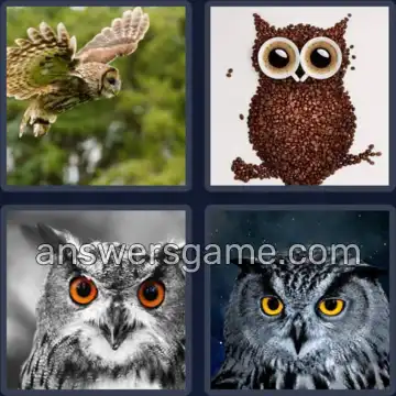 4 Pics 1 Word 3 Letters OWL