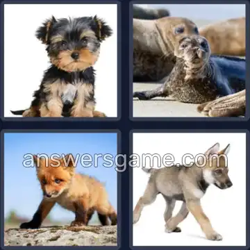 4 Pics 1 Word 3 Letters PUP