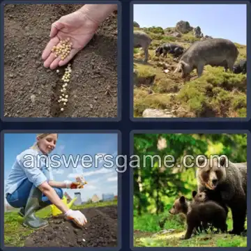 4 Pics 1 Word 3 Letters SOW