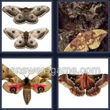 4 Pics 1 Word 4 Letters MOTH