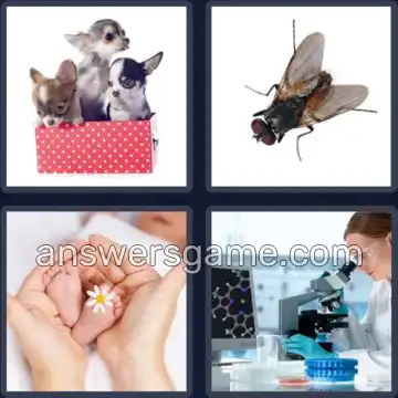 4 Pics 1 Word 4 Letters TINY