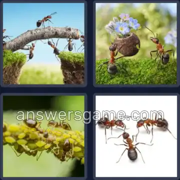 4 Pics 1 Word 4 Letters ANTS