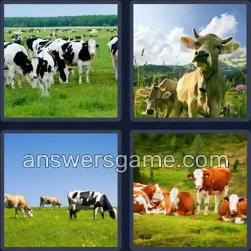 4 Pics 1 Word 4 Letters COWS