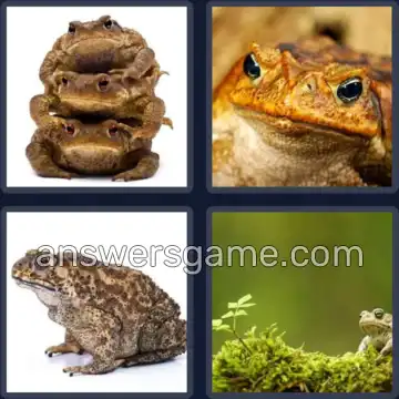 4 Pics 1 Word 4 Letters TOAD
